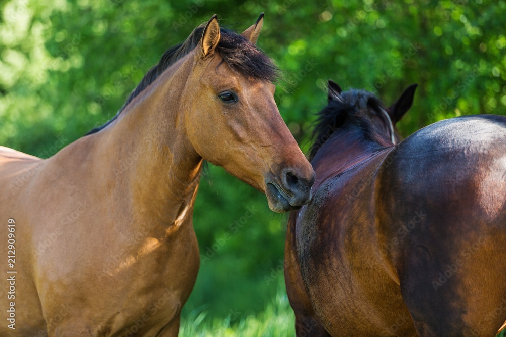 Fototapeta premium Two Horses on a Pasture