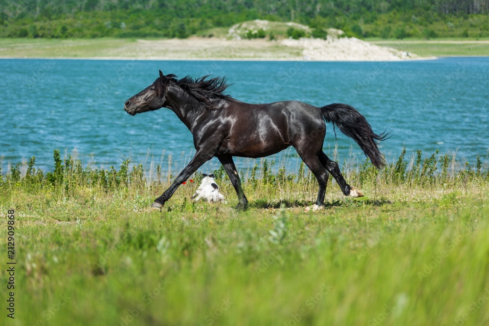 Black Stallion Running Black Stallion Running