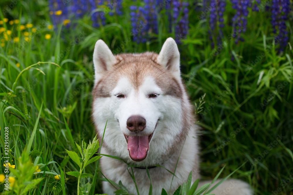 Portrait of beautiful beige dog breed siberian husky with tonque hanging out sitting in lupinus flowers
