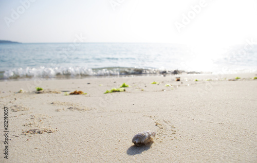 砂浜の白いヤドカリ © yosielmer