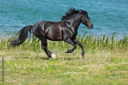 Black Stallion Running © BillionPhotos.com
