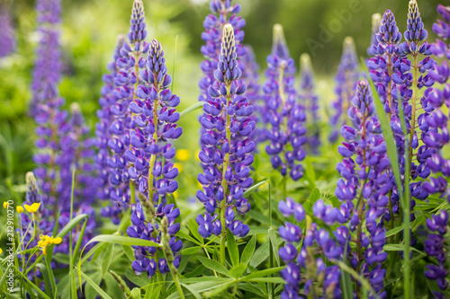 Violet Lupinus, commonly known as lupin or lupine is in the meadow. Flower field background