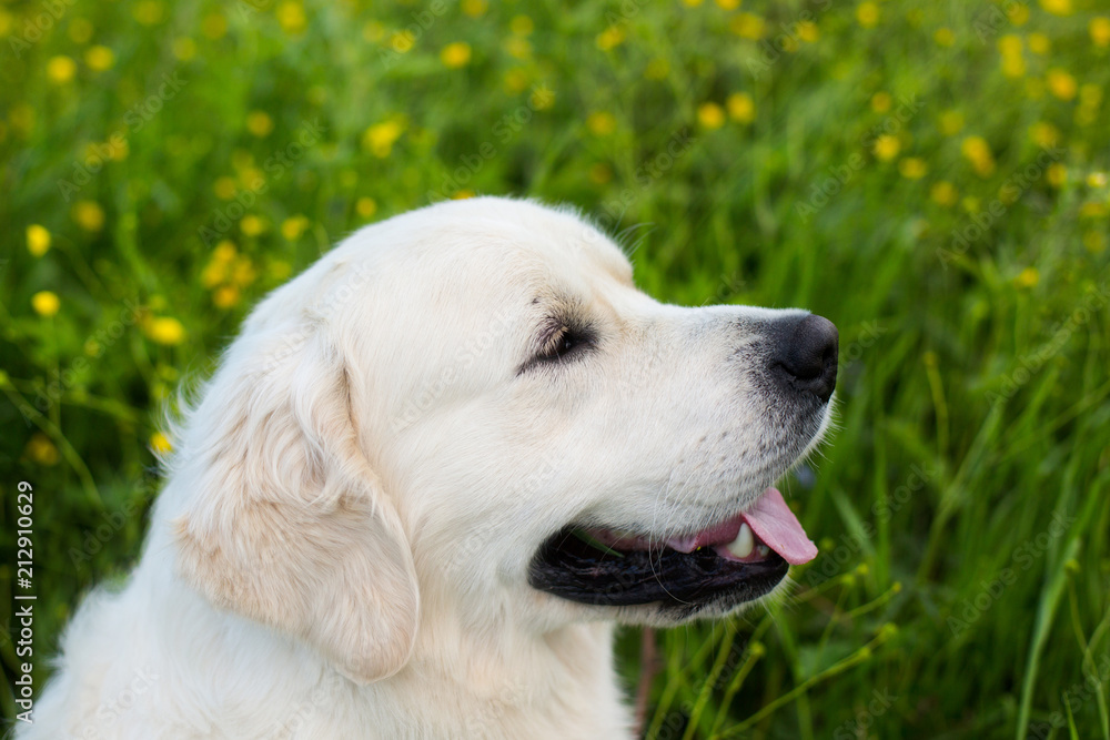 Close-up portrait of cute white dog breed golden retriever in the green grass and flowers background Close-up portrait of cute white dog breed golden retriever in the green grass and flowers background