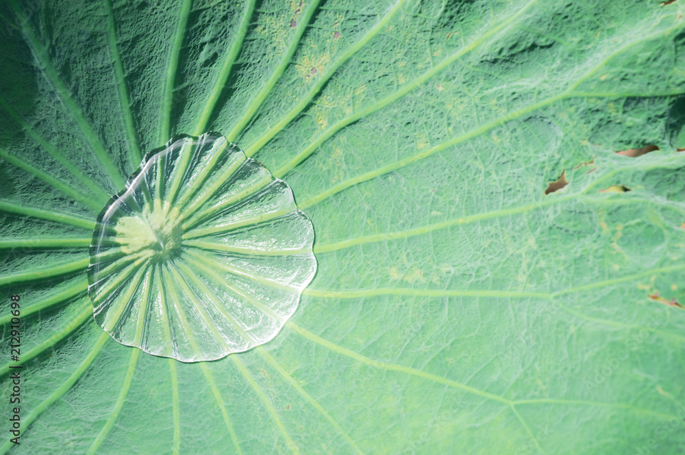 Details on the leaves and the natural light. Details on the leaves and the natural light.