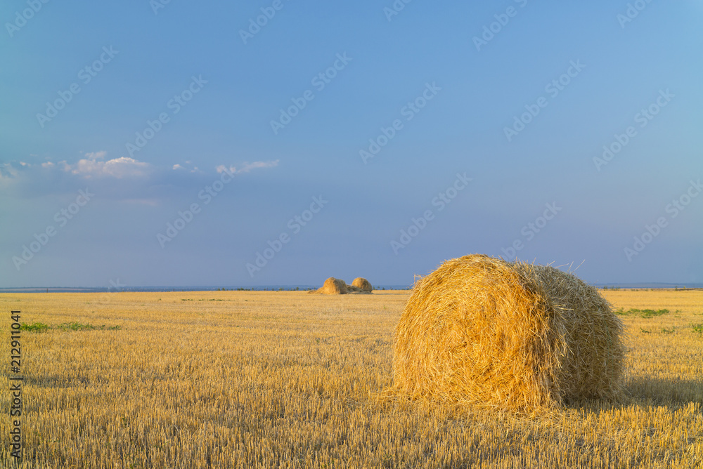 view to wheat roll on the field in summer evening