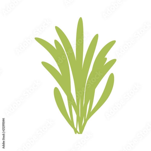 green algae isolated. vector on white background