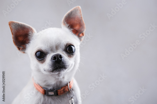 Obraz na plátně White chihuahua close-up on a light gray background.