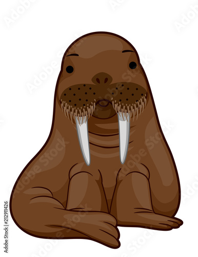 Walrus Illustration
