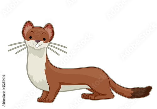 An Ermine Illustration photo