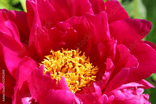 Fotografie Close up of red peony rose with yellow centre