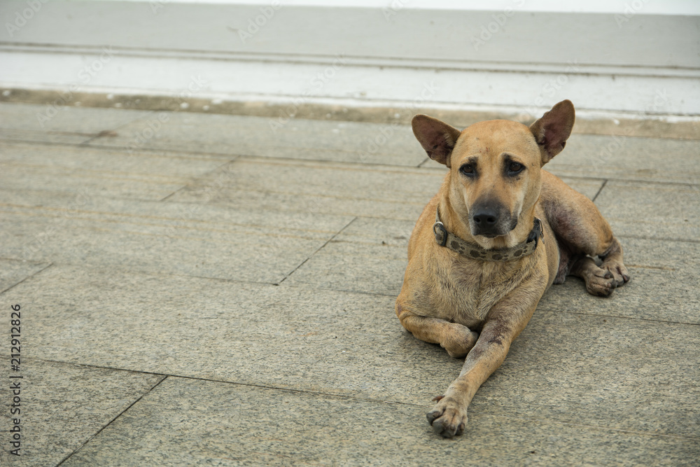 The Dirty dog, Thai native dog sick, Stray dog with leprosy Hansen's disease concept The Dirty dog, Thai native dog sick, Stray dog with leprosy Hansen's disease concept