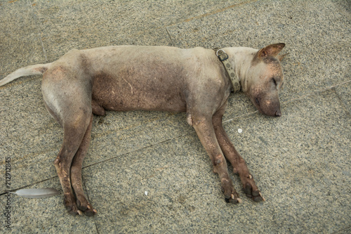 The Dirty dog, Thai native dog sick, Stray dog with leprosy Hansen's disease concept © 9kwan