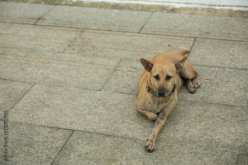 The Dirty dog, Thai native dog sick, Stray dog with leprosy Hansen's disease concept