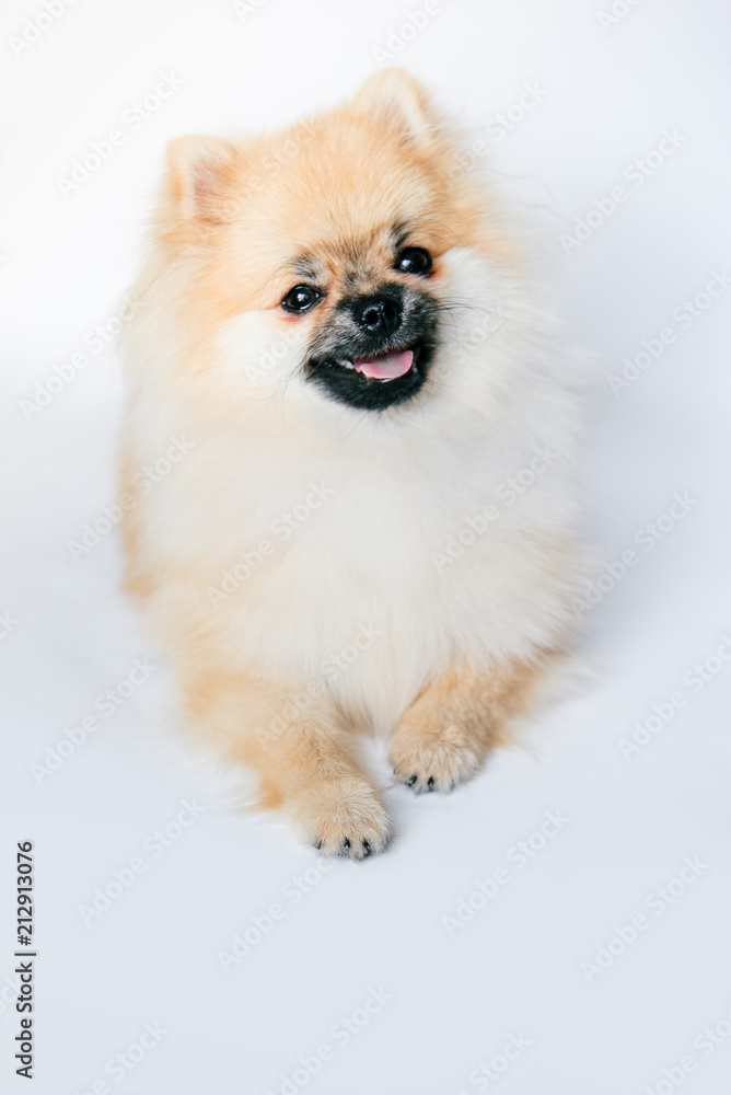Pomeranian Pomeranian on a white background looks up Pomeranian Pomeranian on a white background looks up
