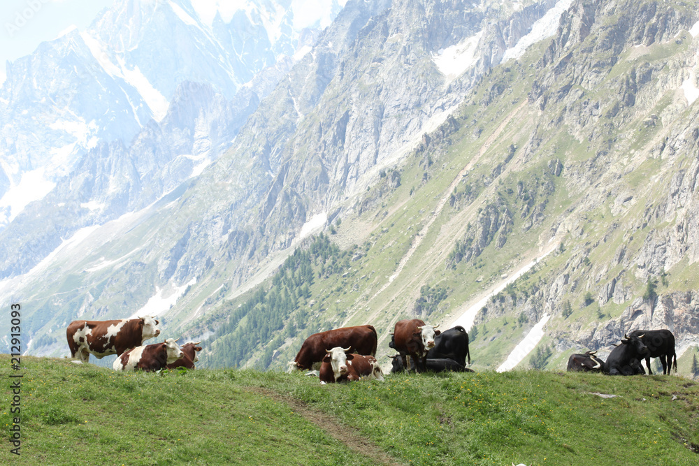 cows rest on a meadow on Italian Alps