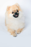 Pomeranian Pomeranian on a white background looks up