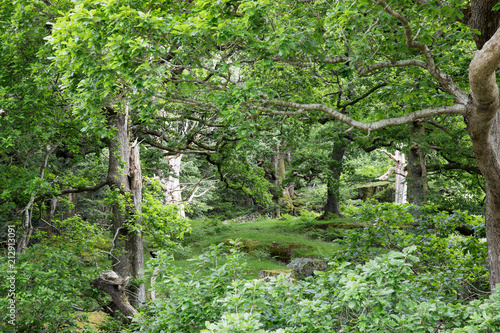 Wald im Norden Wales