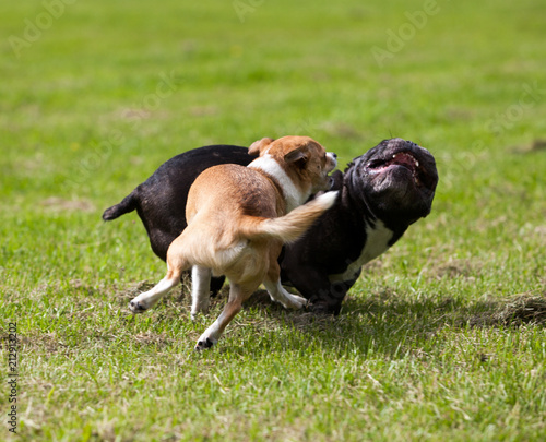 French Bulldog and Chihuahua playing around on the grass