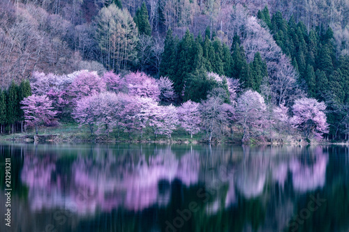 中綱湖の桜