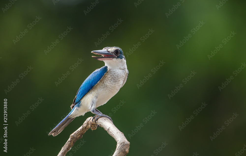 Collared kingfisher, White-collared kingfisher, Mangrove kingfisher ( Todiramphus chloris) on a branch with a green backdrop. Collared kingfisher, White-collared kingfisher, Mangrove kingfisher ( Todiramphus chloris) on a branch with a green backdrop.