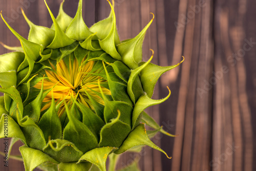 Close up view of  green bud of sunflower on the brown wooden wall photo