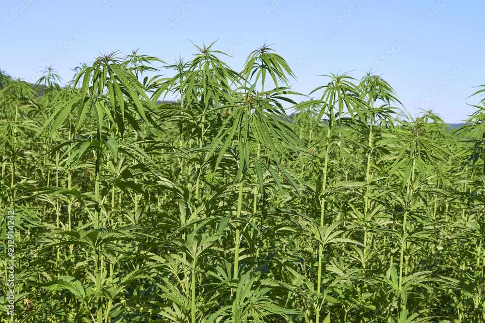 Obraz premium Field of young green medical cannabis.