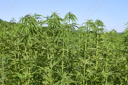 Field of young green medical cannabis.