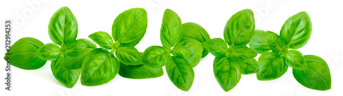 Fresh green basil leaves is...