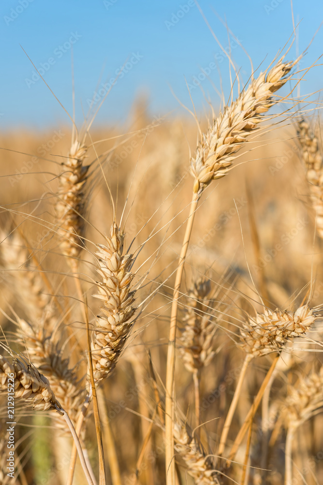 Beautiful wheat field with blue sky. Beautiful wheat field with blue sky.