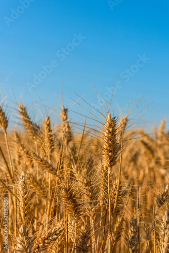 Beautiful wheat field with blue sky.