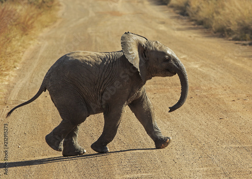 Baby elephant crossing the road