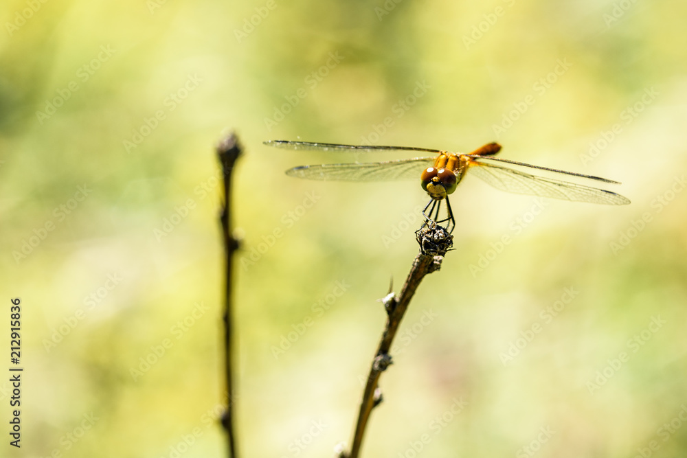 dragonfly close-up on a branch dragonfly close-up on a branch