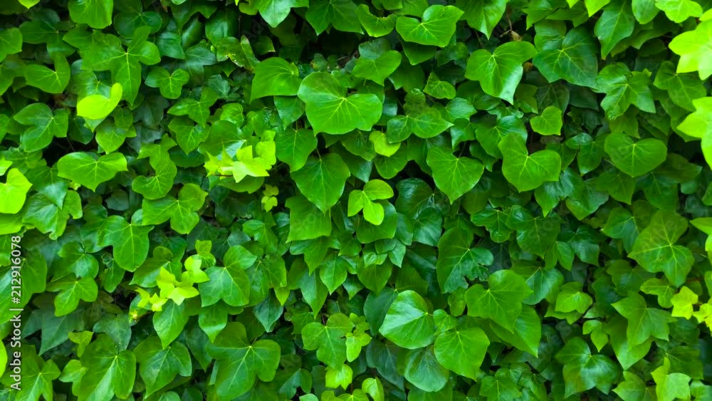Wall is covered with green leaves that sway in the wind Wall is covered with green leaves that sway in the wind