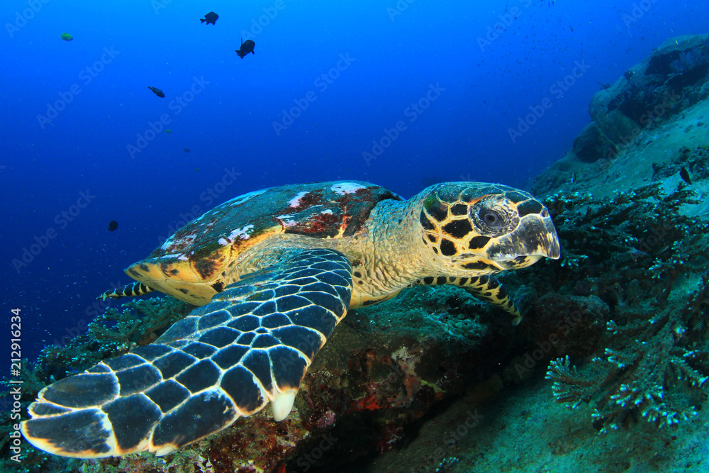 Hawksbill Sea Turtle Hawksbill Sea Turtle