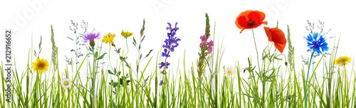 Obraz  z motywem freigestellte blumenwiese dekoration tapete 