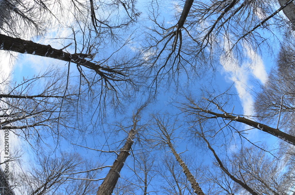 Obraz premium Ground to sky view of trees in winter against blue sky. Forest in winter.
