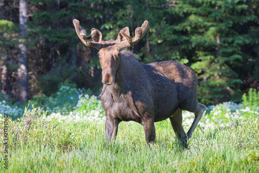 Fototapeta premium Shiras Moose of The Colorado Rocky Mountains