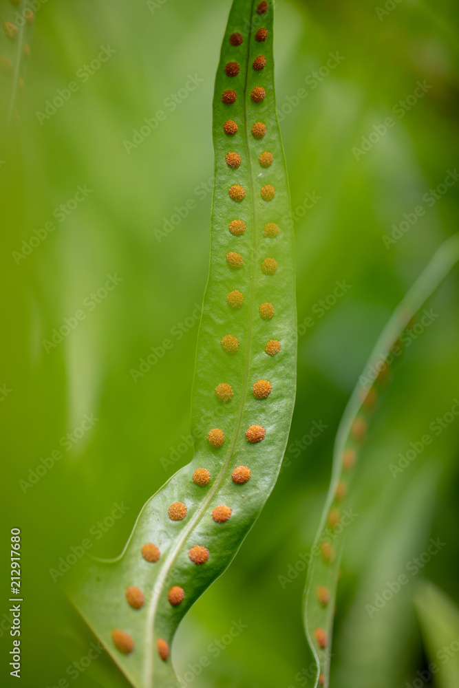Green fern leaf texture with red dot of spore sacs, tropical plant Stock  Photo | Adobe Stock