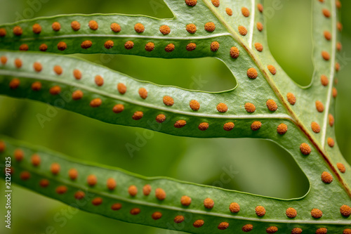Photos Green fern leaf texture with red dot of spore sacs, tropical plant