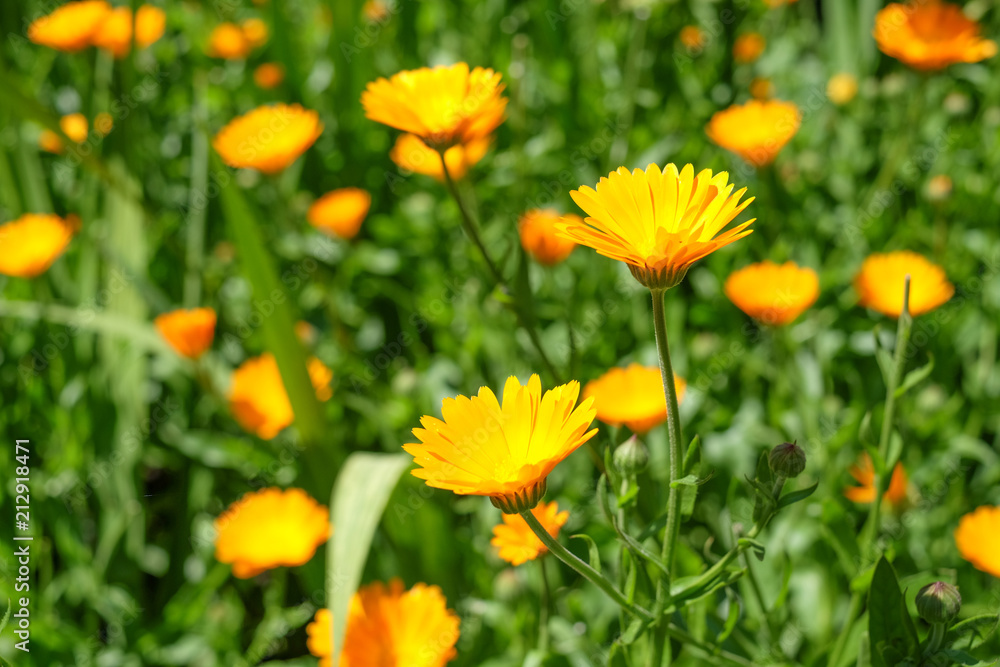 Calendula officinalis (Common Marigold) growing in a garden. Medicinal Herbs at Home. Calendula officinalis (Common Marigold) growing in a garden. Medicinal Herbs at Home.