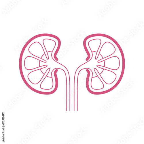 Kidneys human organ icon. Sign human kidneys. Kidneys symbol isolated on white background. Vector illustration