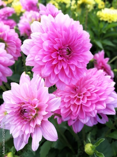 Pink dahlias in a mixed flower bed