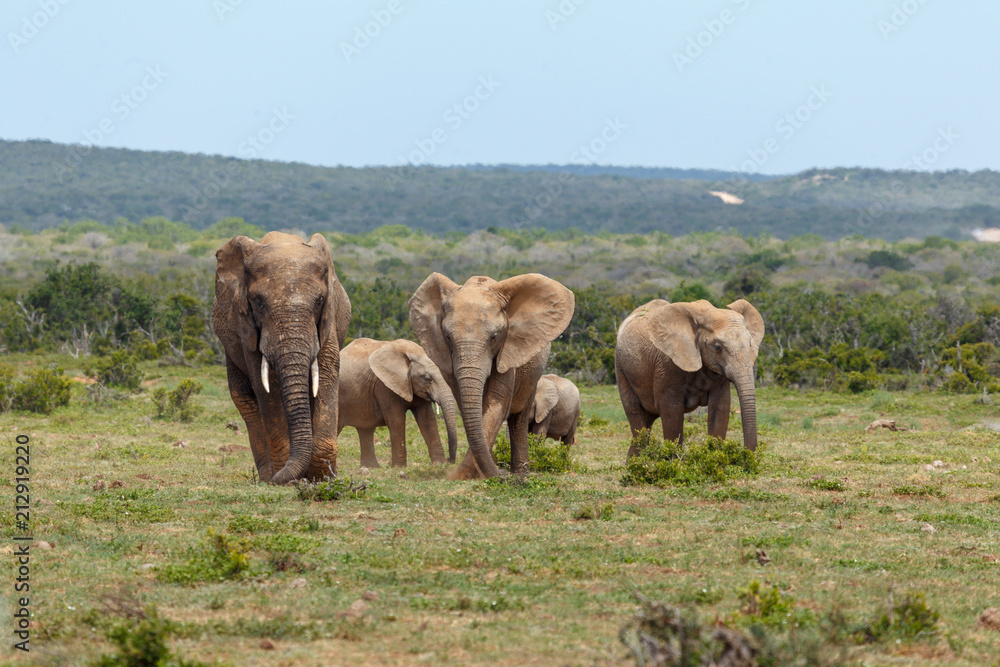 Elephants standing and scratching in the ground