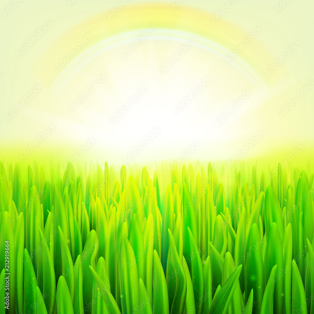 Stock vector illustration realistic macro grass. Summer and spring background. eps10