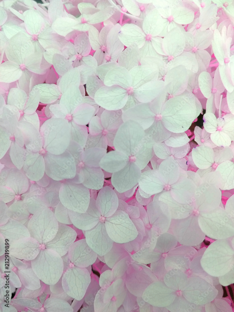 pink hydrangea. tenderness.