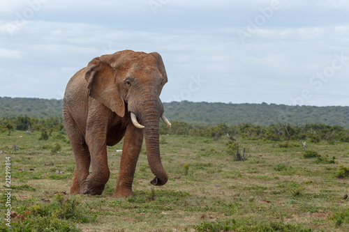 Elephant having a scroll walk