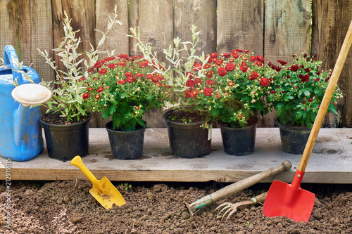 Red chrysanthemum and hakuro nishiki bushes in pots standing on wooden board ready to plant