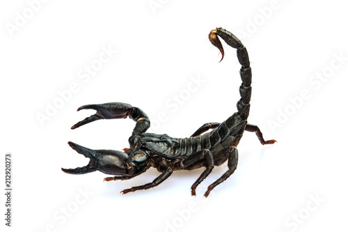 The young black scorpion isolated on white background.