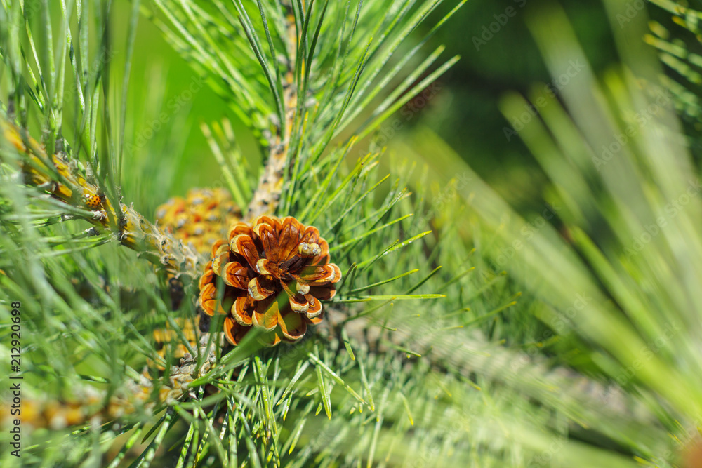 Fir tree branch with a new cone
