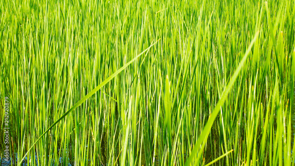 Obraz premium The reeds on the banks of the river.Beautiful view.